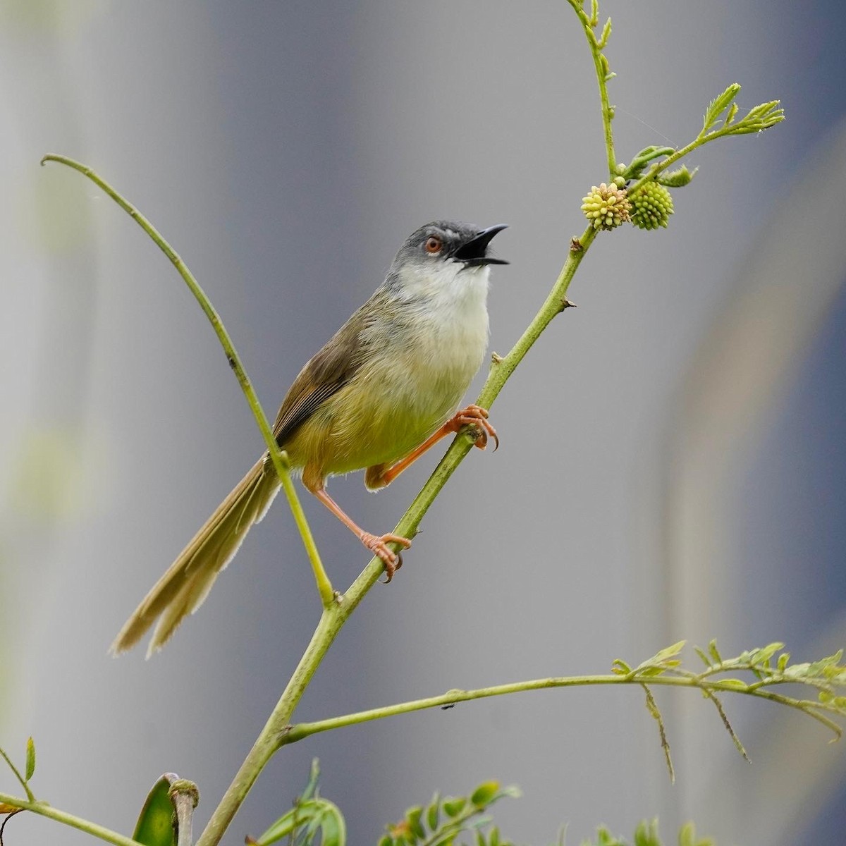 Yellow-bellied Prinia - ML494244831