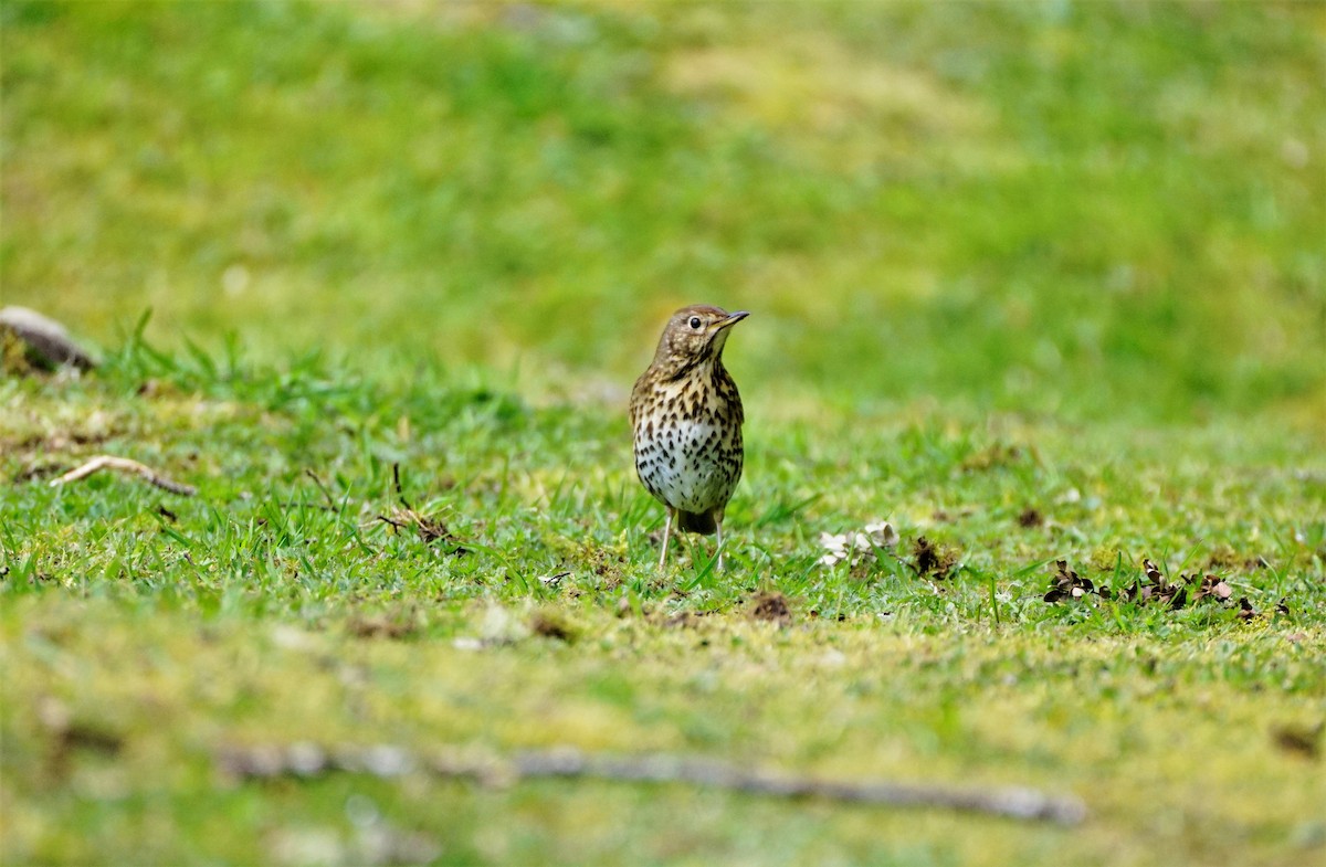 Song Thrush - ML494245461