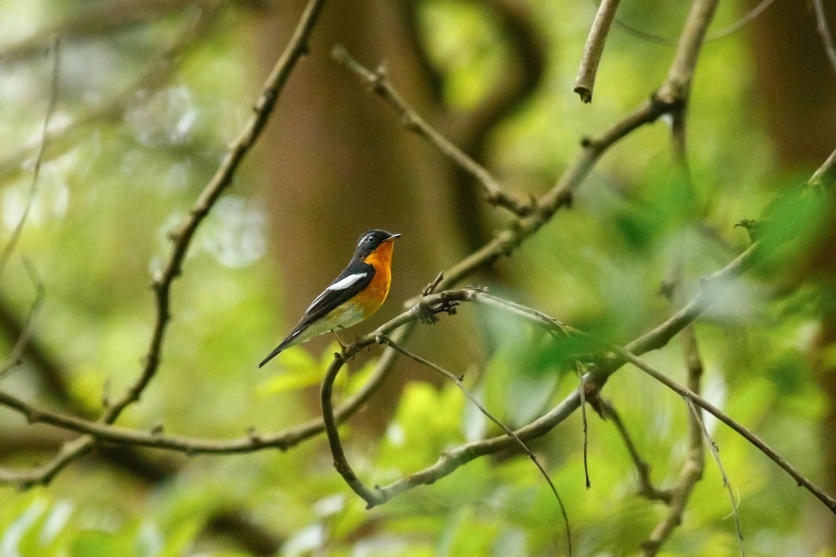 Mugimaki Flycatcher - u7 Liao