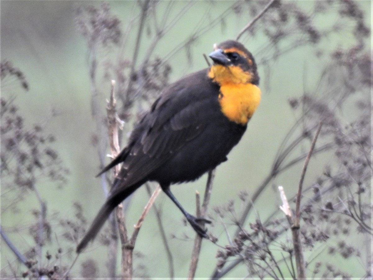 Yellow-headed Blackbird - ML494251271