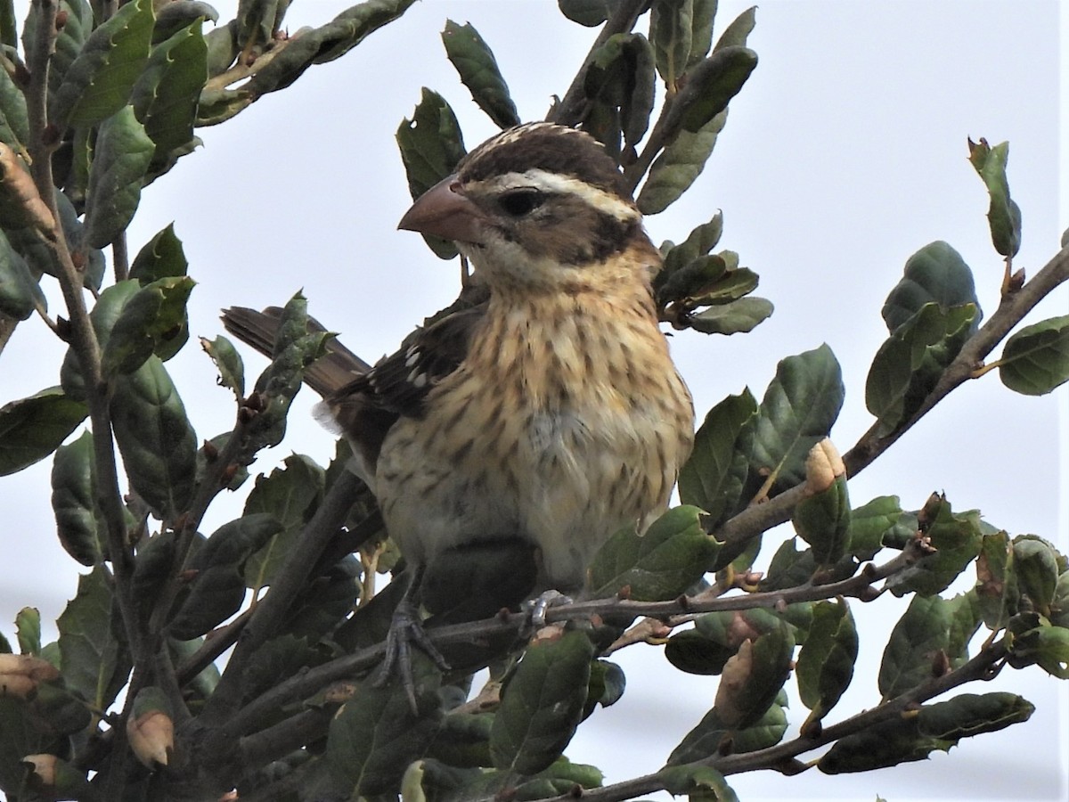 Rose-breasted Grosbeak - ML494251281