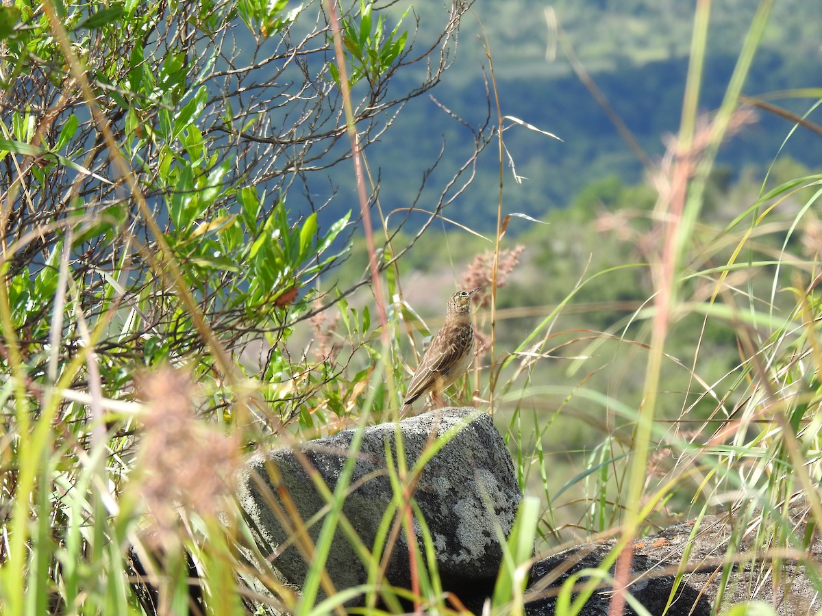 Long-billed Pipit (Indian) - ML494251351