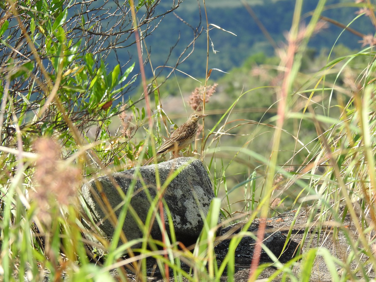 Long-billed Pipit (Indian) - Boominathan Durairaj