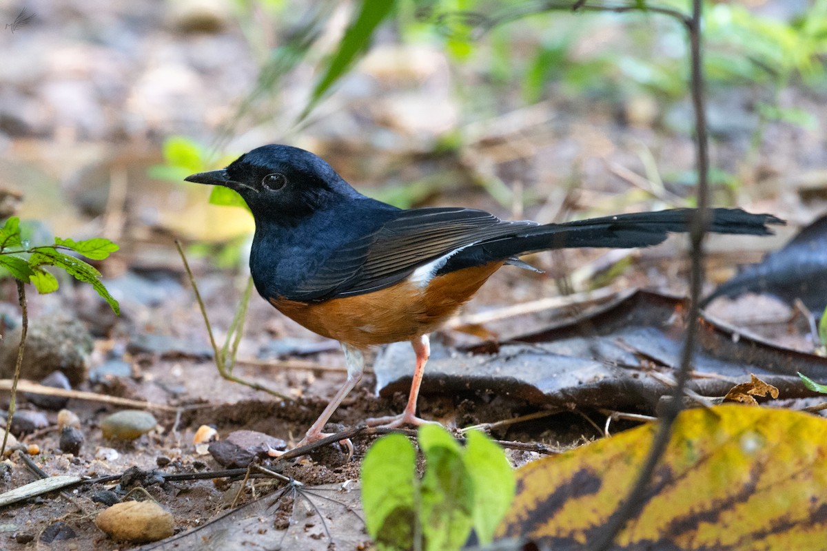 White-rumped Shama - ML494251841