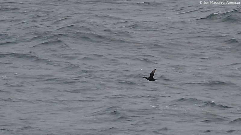 Common Scoter - ML494252171