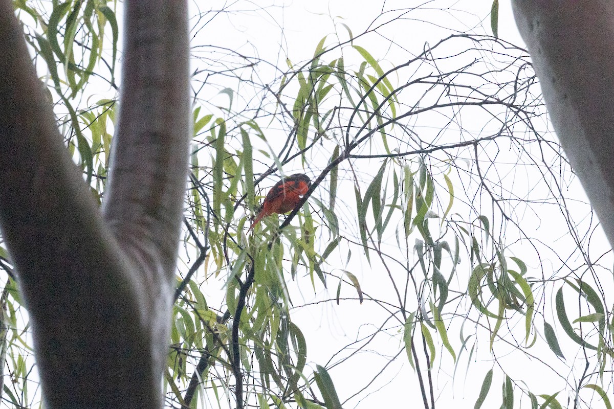 Scarlet Minivet - ML494255211