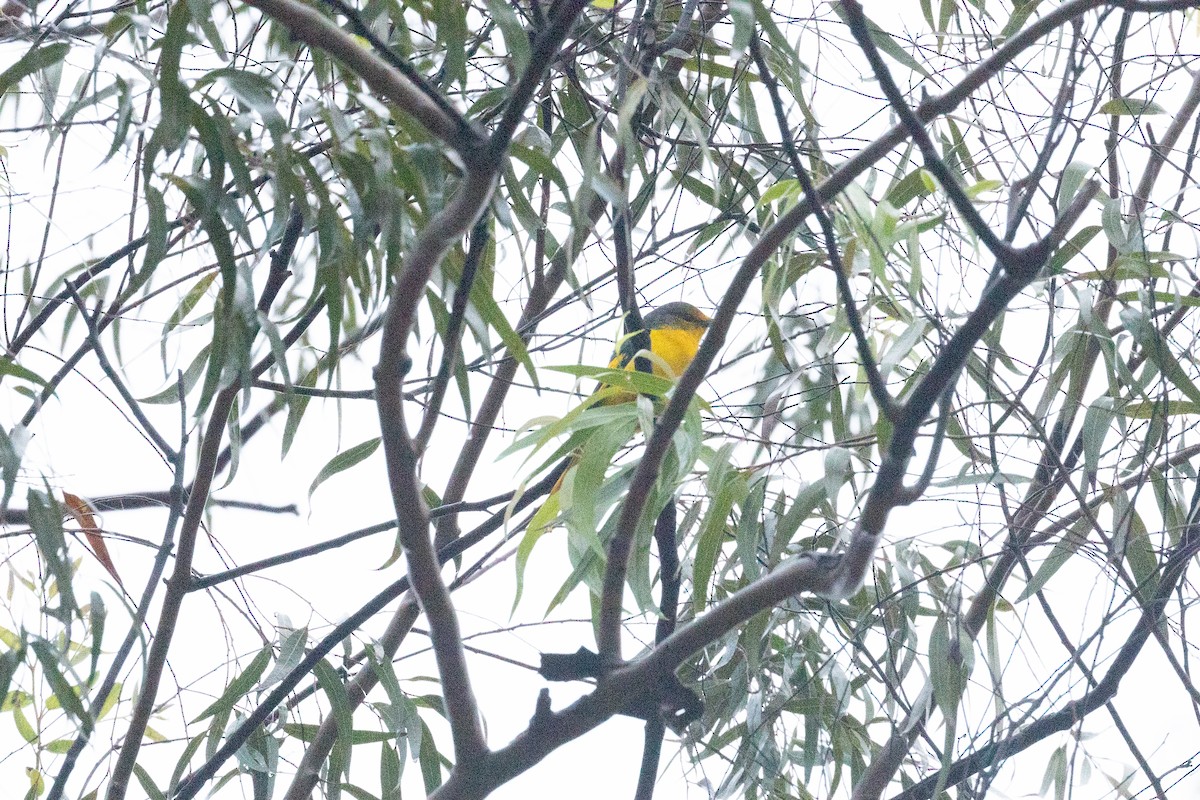 Scarlet Minivet - ML494255221