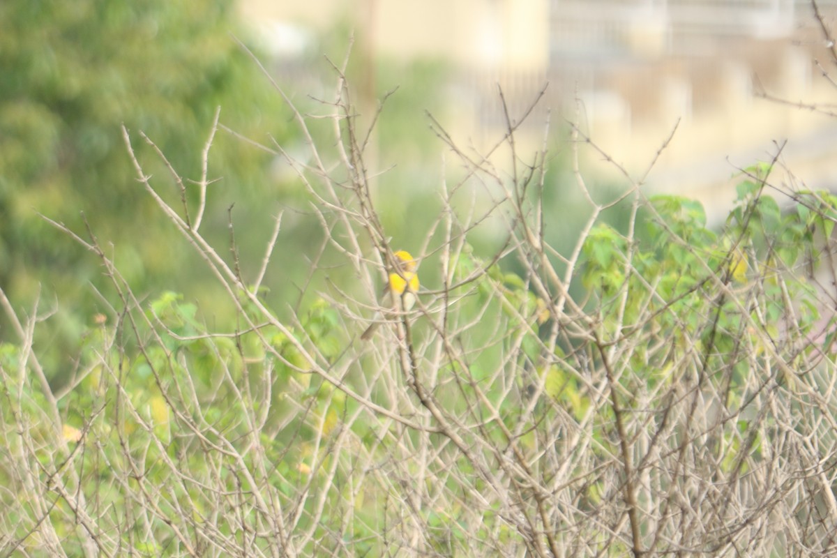 Baya Weaver - ML494255591