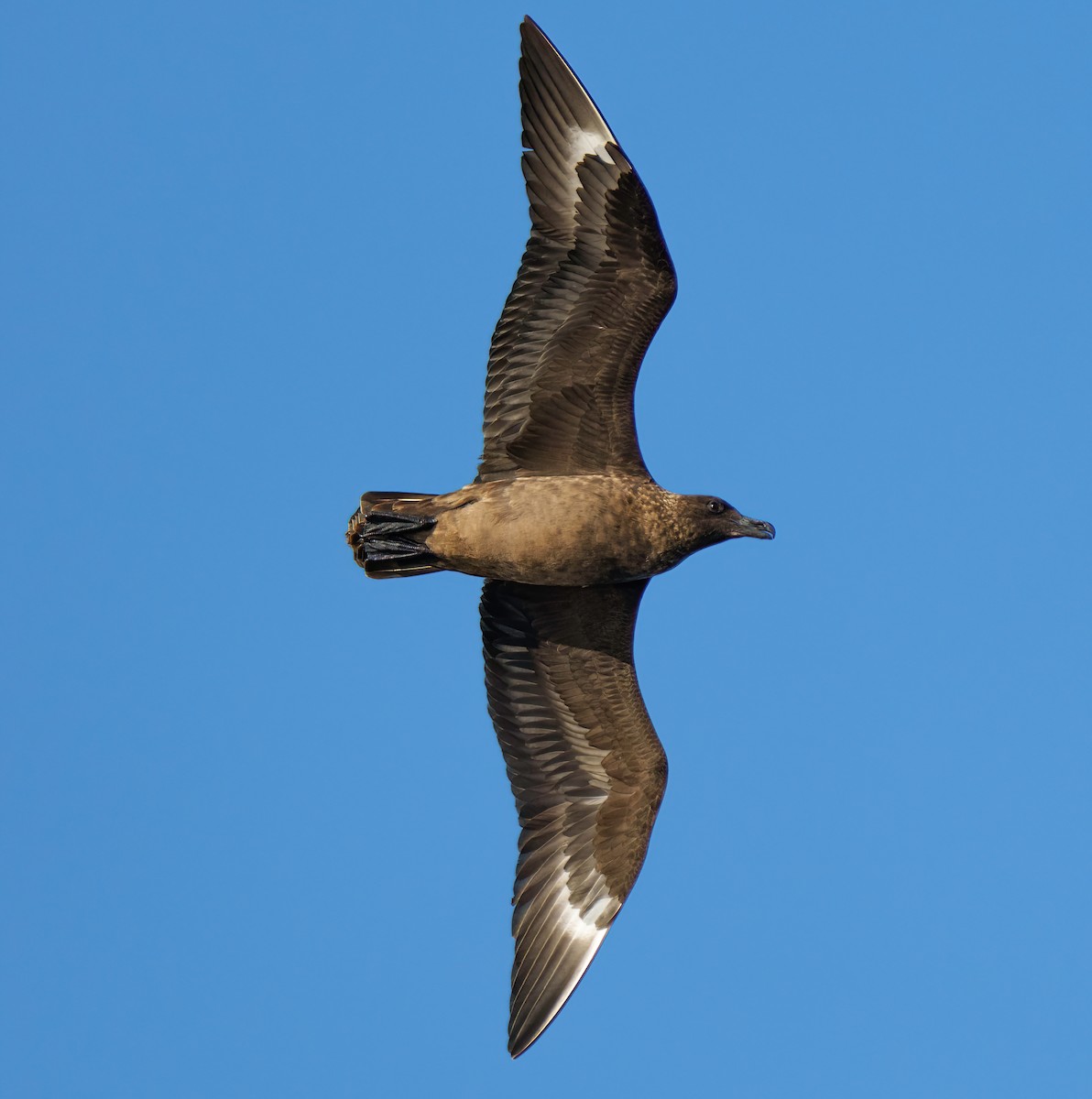 Great Skua - Rui Pereira | Portugal Birding