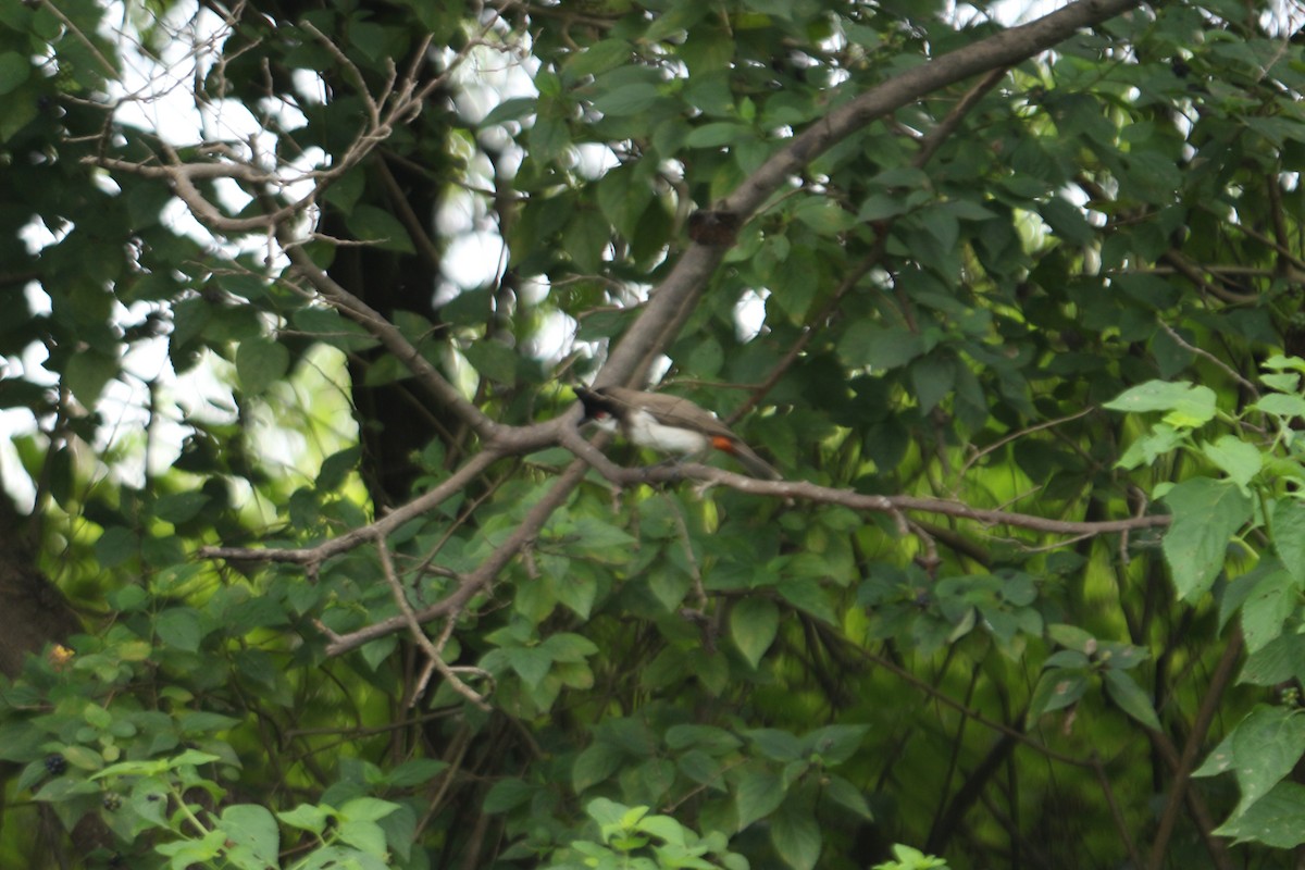 Red-whiskered Bulbul - ML494255651