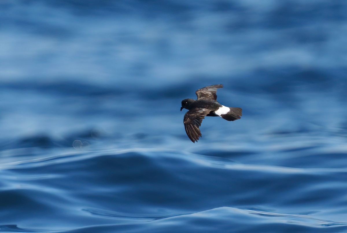 European Storm-Petrel - Rui Pereira | Portugal Birding