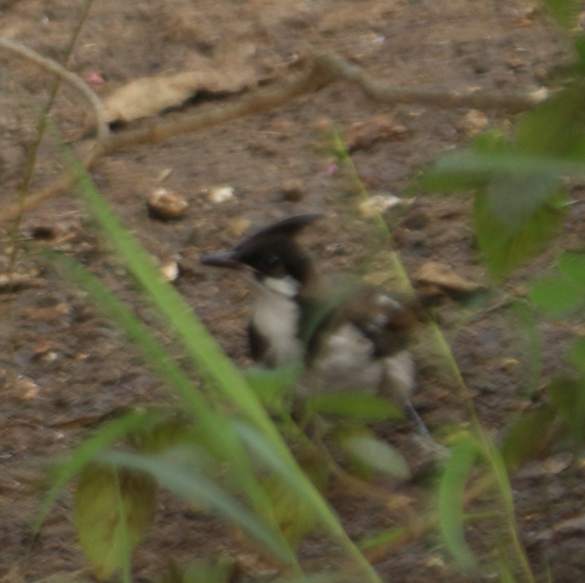 Red-whiskered Bulbul - Deepali Watve