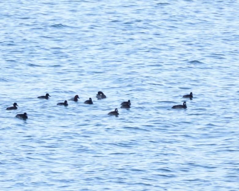 Greater Scaup - ML494255731
