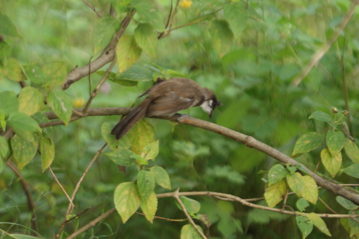 Red-whiskered Bulbul - ML494255741