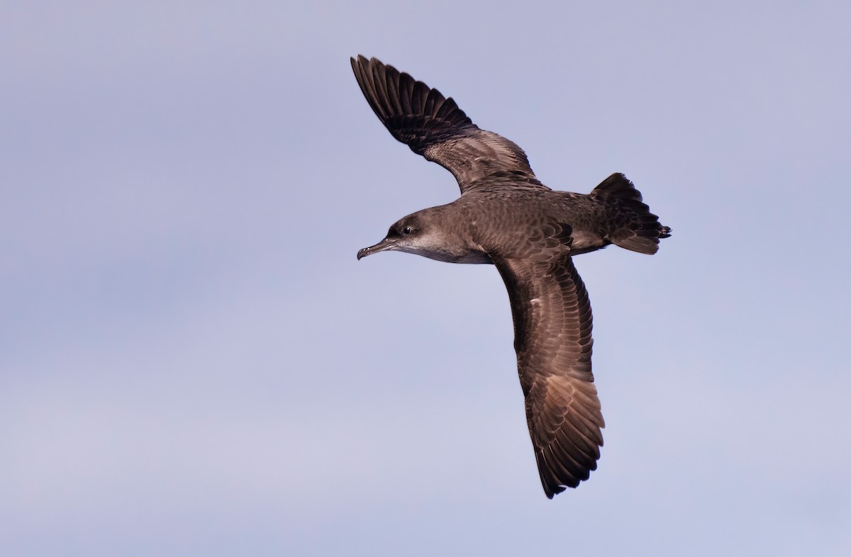 Balearic Shearwater - Rui Pereira | Portugal Birding