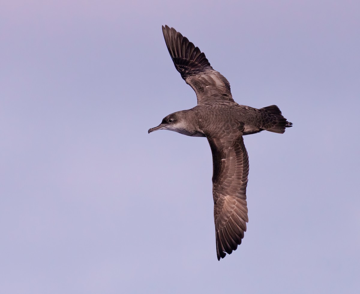 Balearic Shearwater - Rui Pereira | Portugal Birding