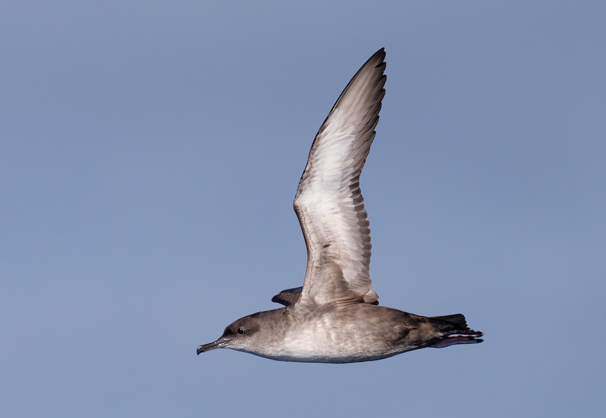 Balearic Shearwater - Rui Pereira | Portugal Birding