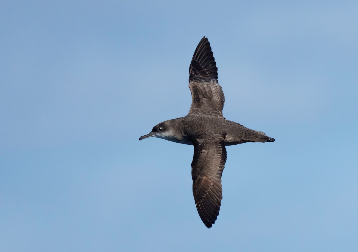 Balearic Shearwater - ML494255851