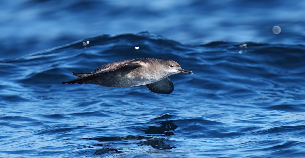 Balearic Shearwater - ML494255861