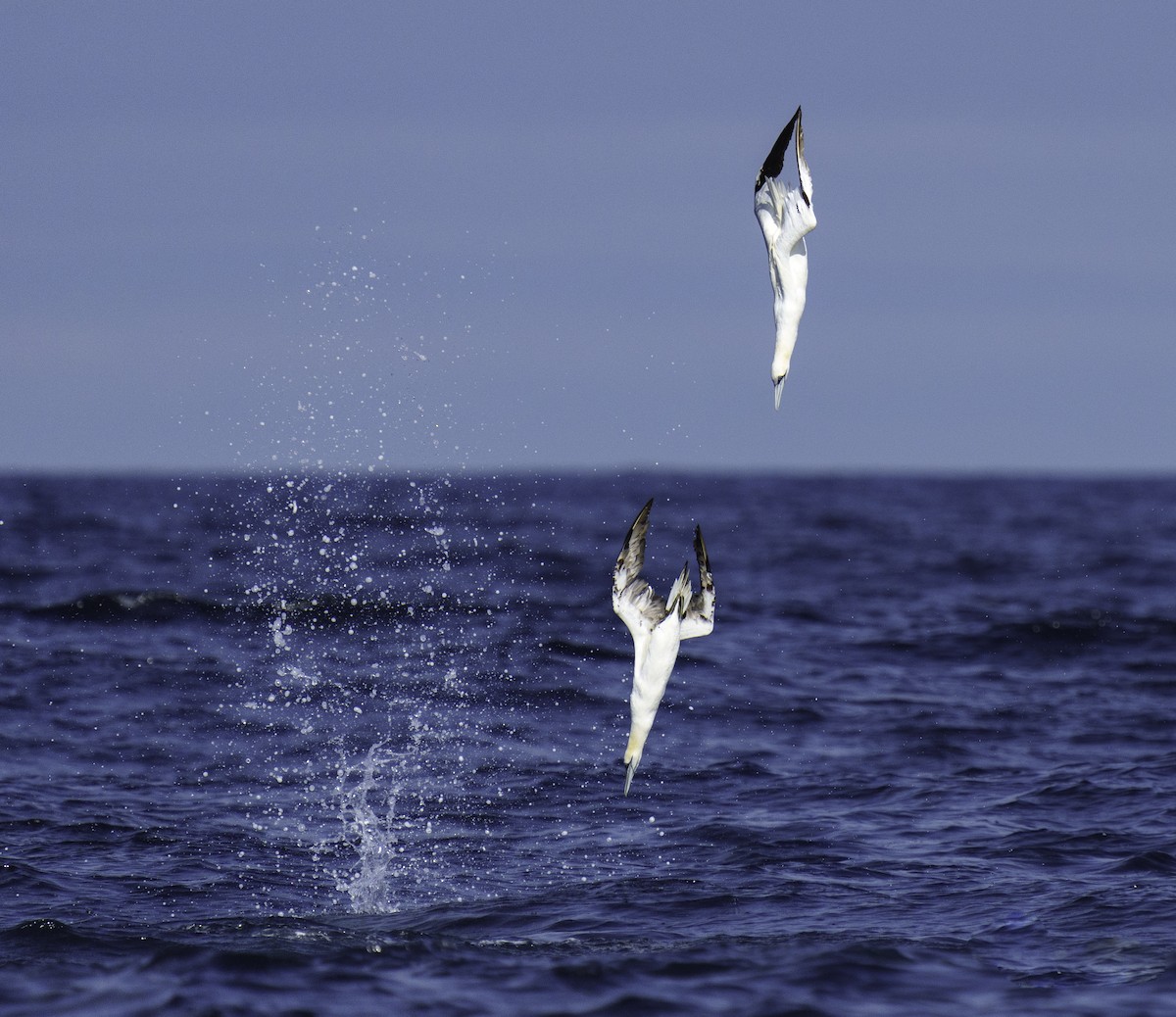 Northern Gannet - Rui Pereira | Portugal Birding