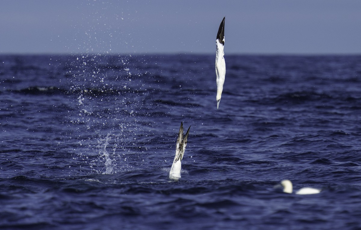 Northern Gannet - Rui Pereira | Portugal Birding