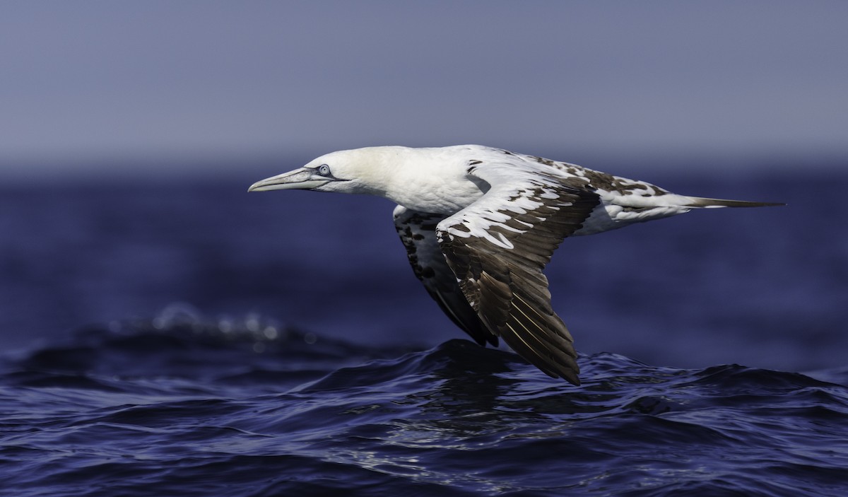 Northern Gannet - Rui Pereira | Portugal Birding