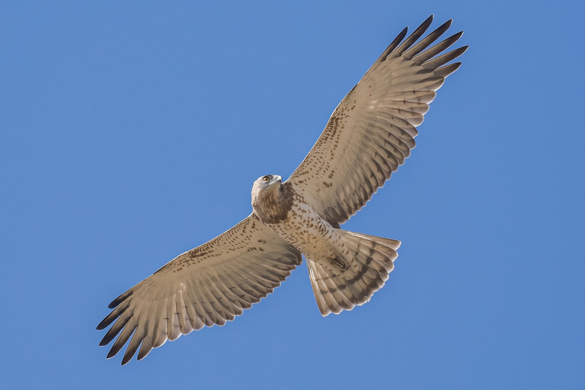 Short-toed Snake-Eagle - ML494256251