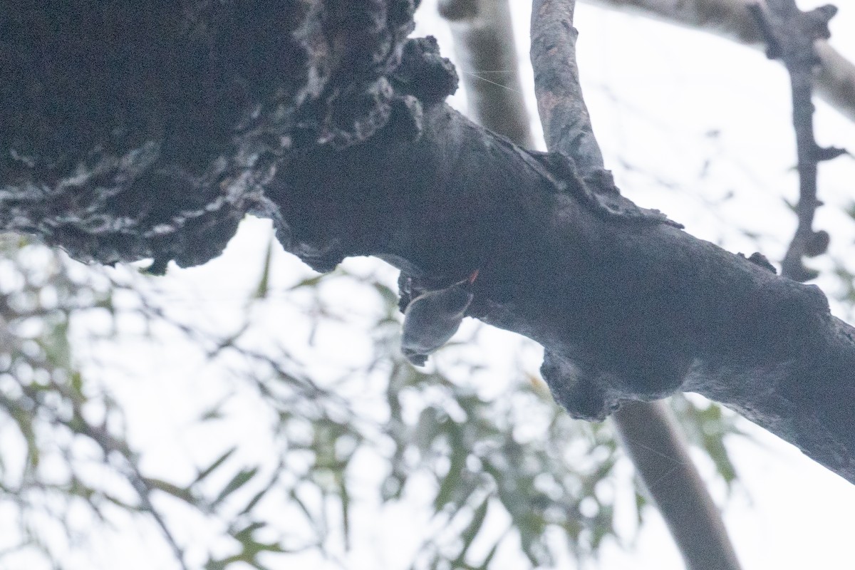Velvet-fronted Nuthatch - ML494256321