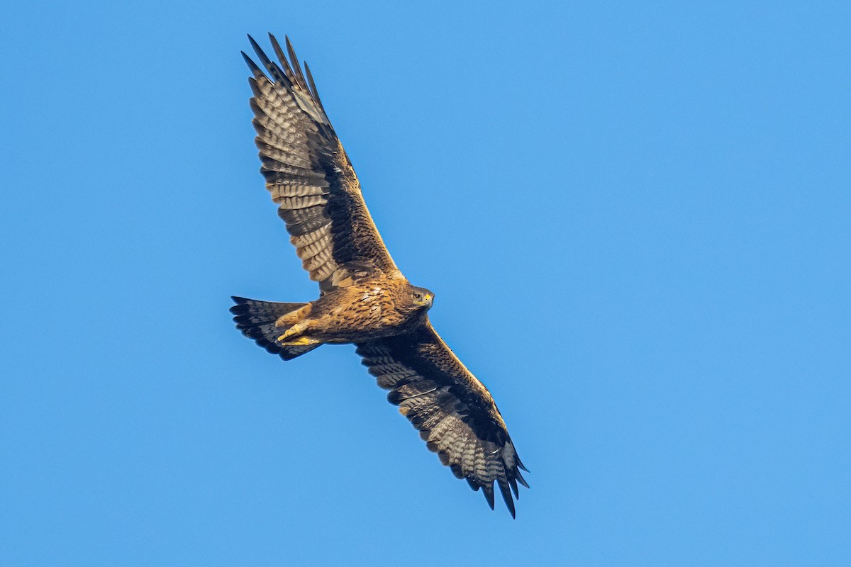 Águila Perdicera - ML494256331