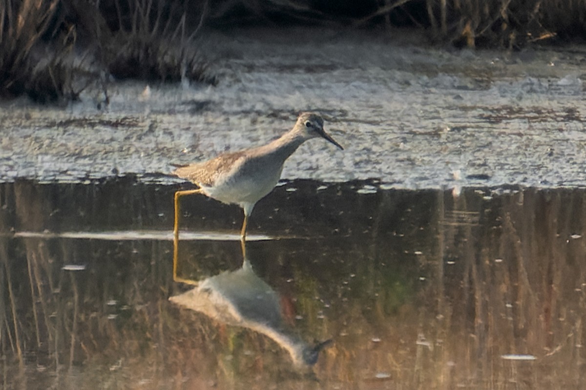 Lesser Yellowlegs - ML494256431