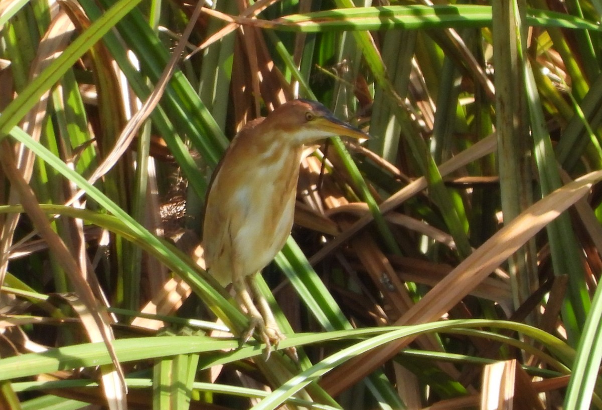 Little Bittern (African) - ML494256771