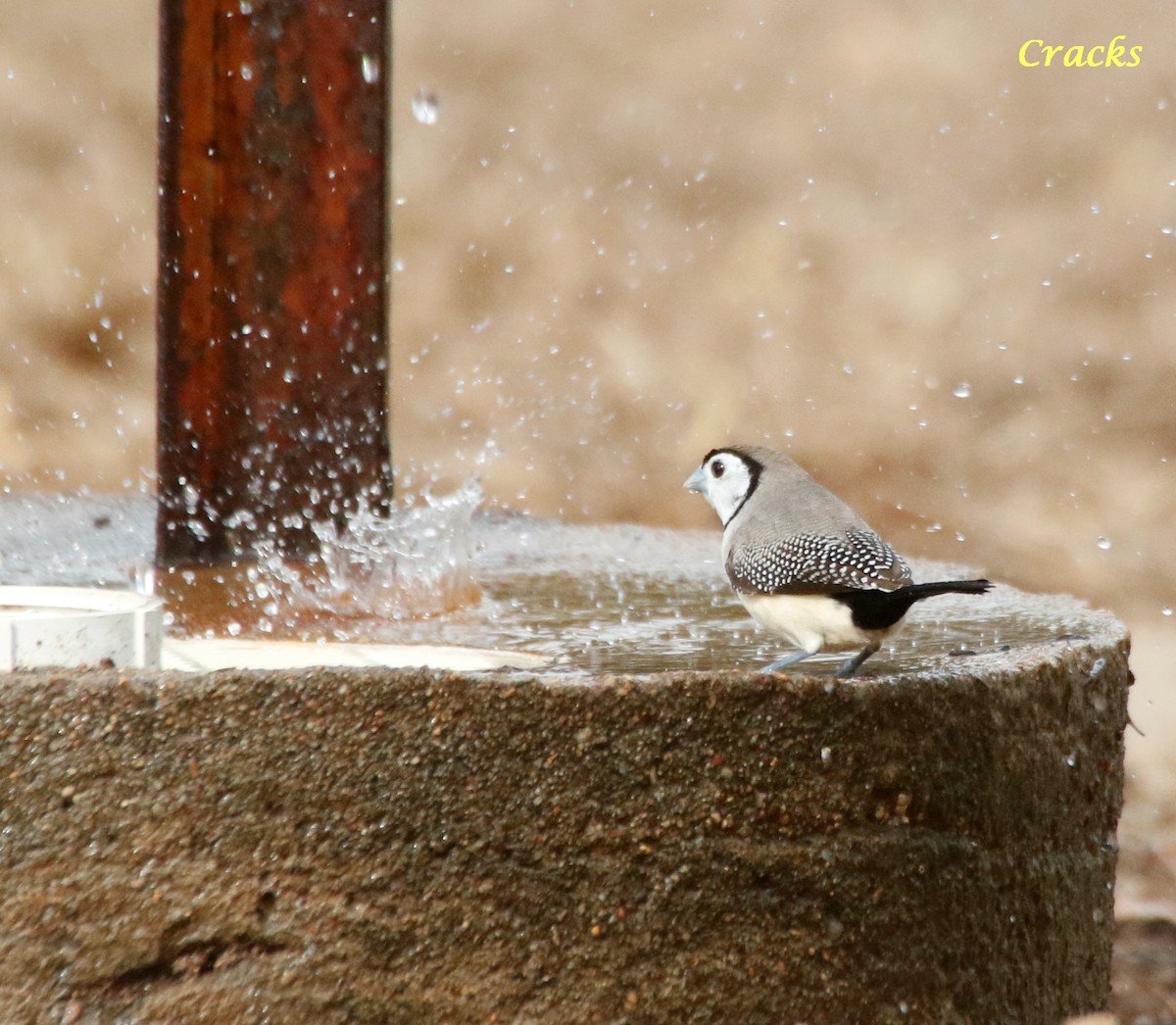 Double-barred Finch - ML494257401