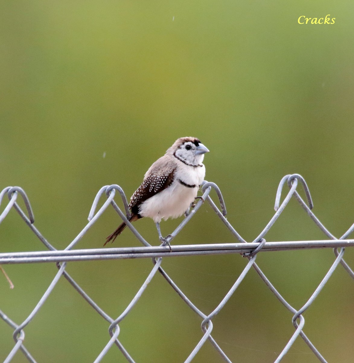 Double-barred Finch - ML494257411