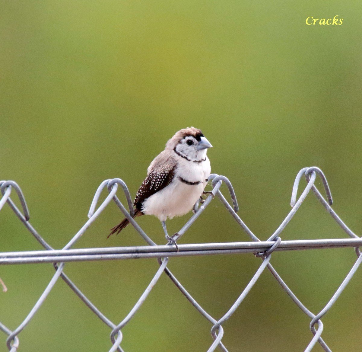 Double-barred Finch - ML494257421