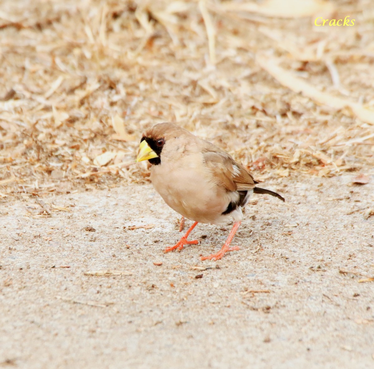 Masked Finch (Masked) - ML494257431