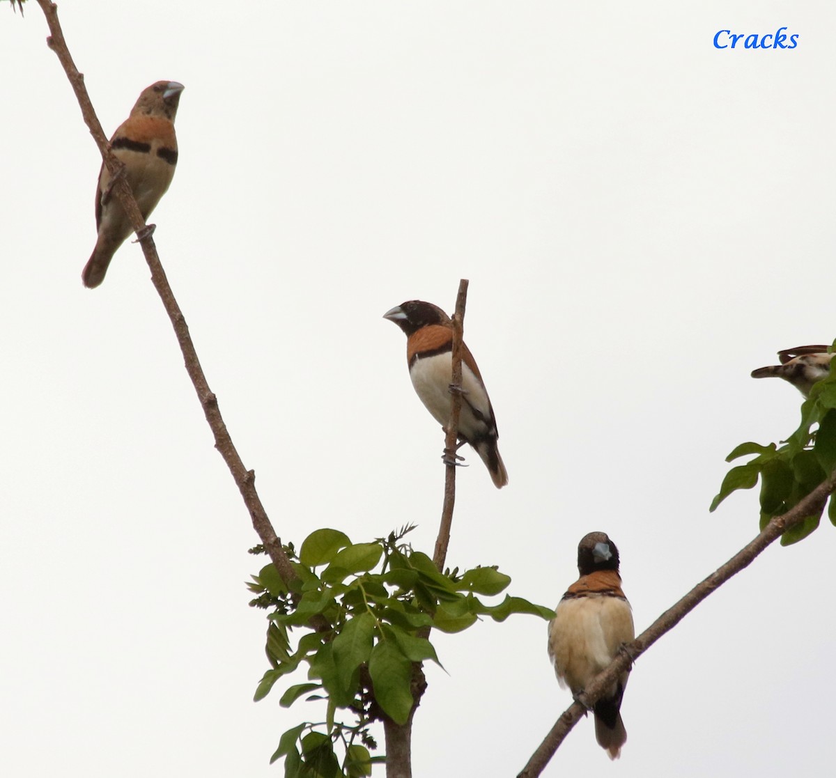 Chestnut-breasted Munia - ML494257481