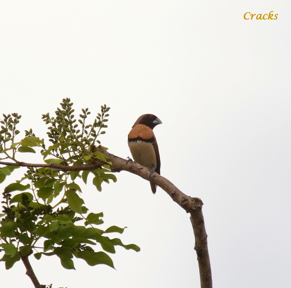 Chestnut-breasted Munia - ML494257501