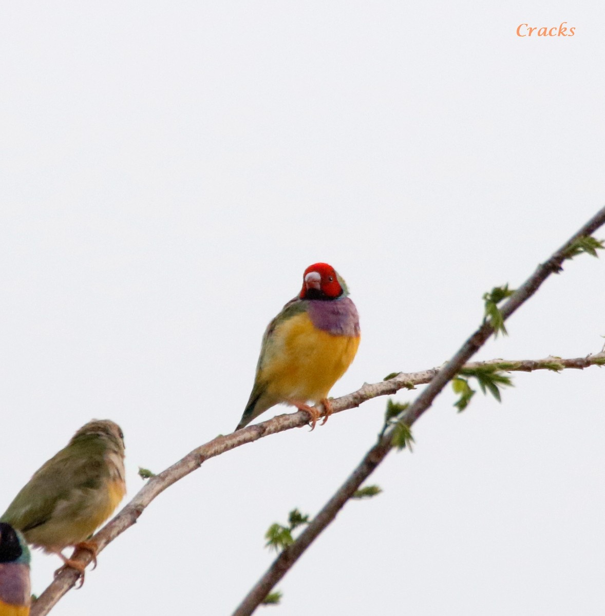 Gouldian Finch - ML494257531