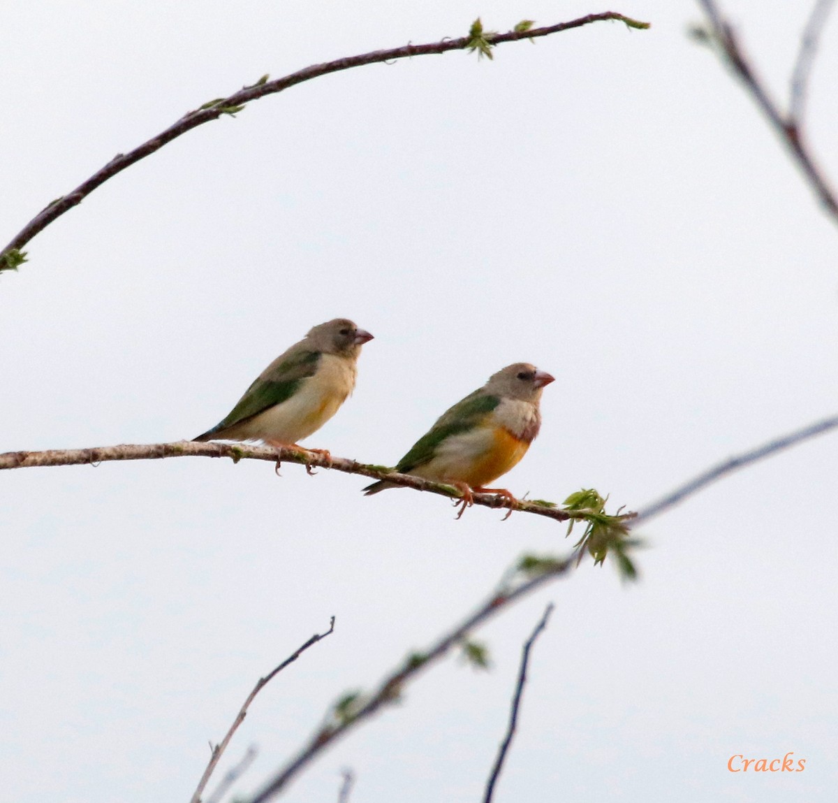 Gouldian Finch - ML494257541