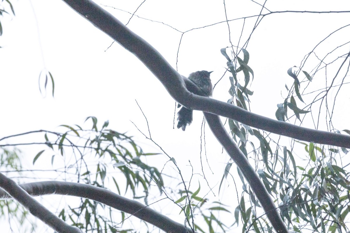 Common Hawk-Cuckoo - ML494257811