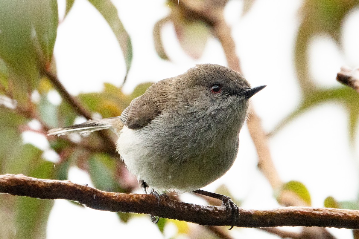 Gray Gerygone - Jan Lile