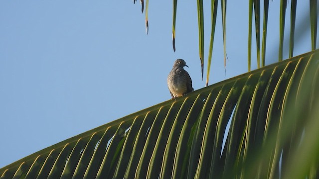 Barred Dove - ML494258131