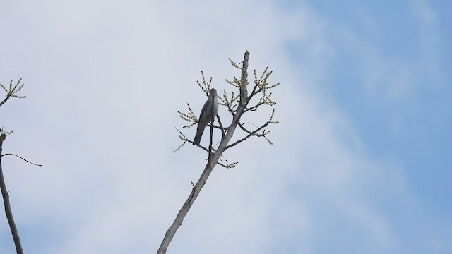 Weißschulter-Raupenfänger - ML494258471