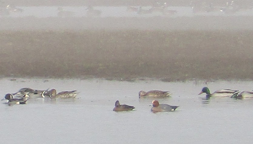 Eurasian Wigeon - ML49425871