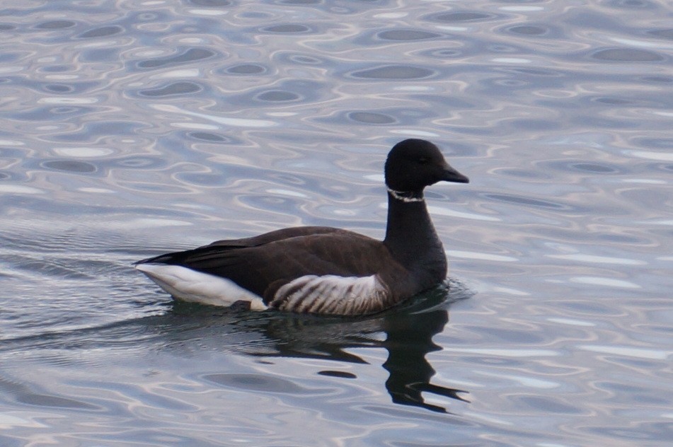 Brant - Henggang Cui