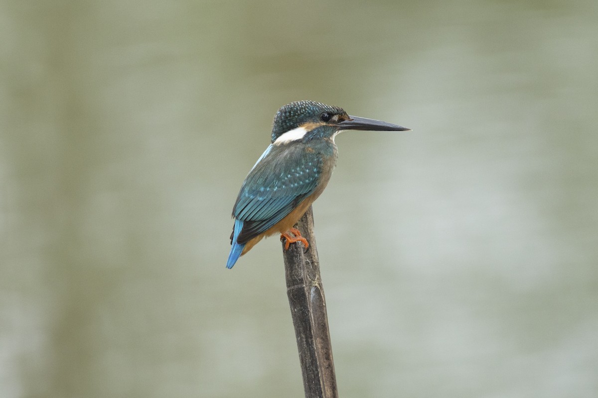 Common Kingfisher - ML494259331