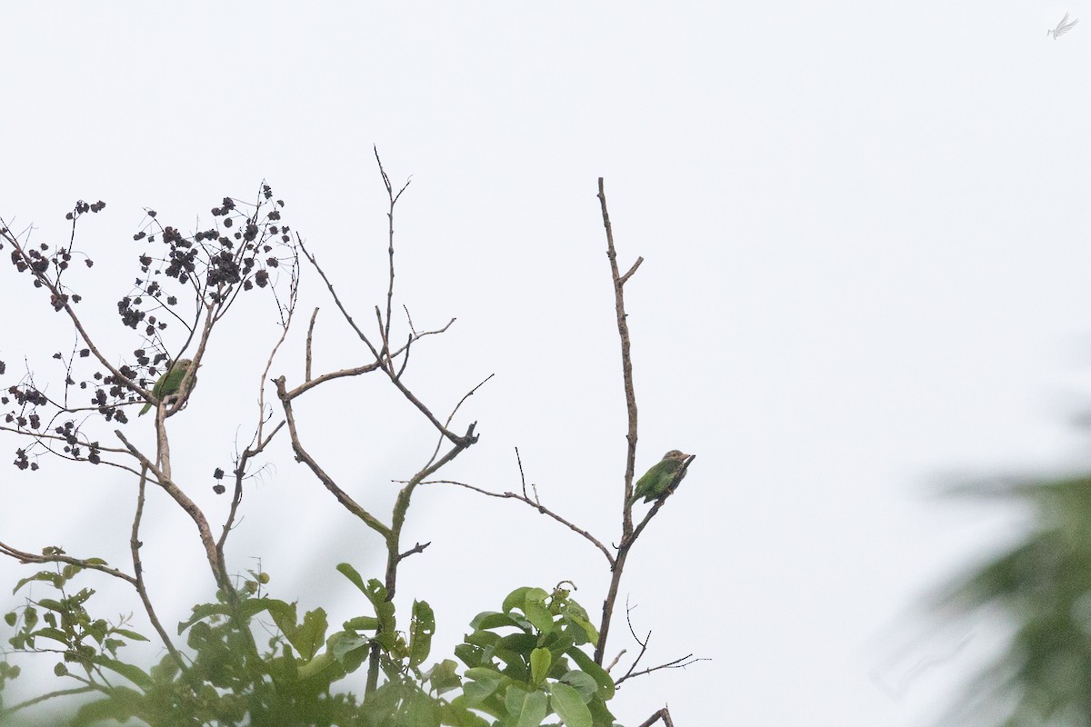 Lineated Barbet - ML494259801