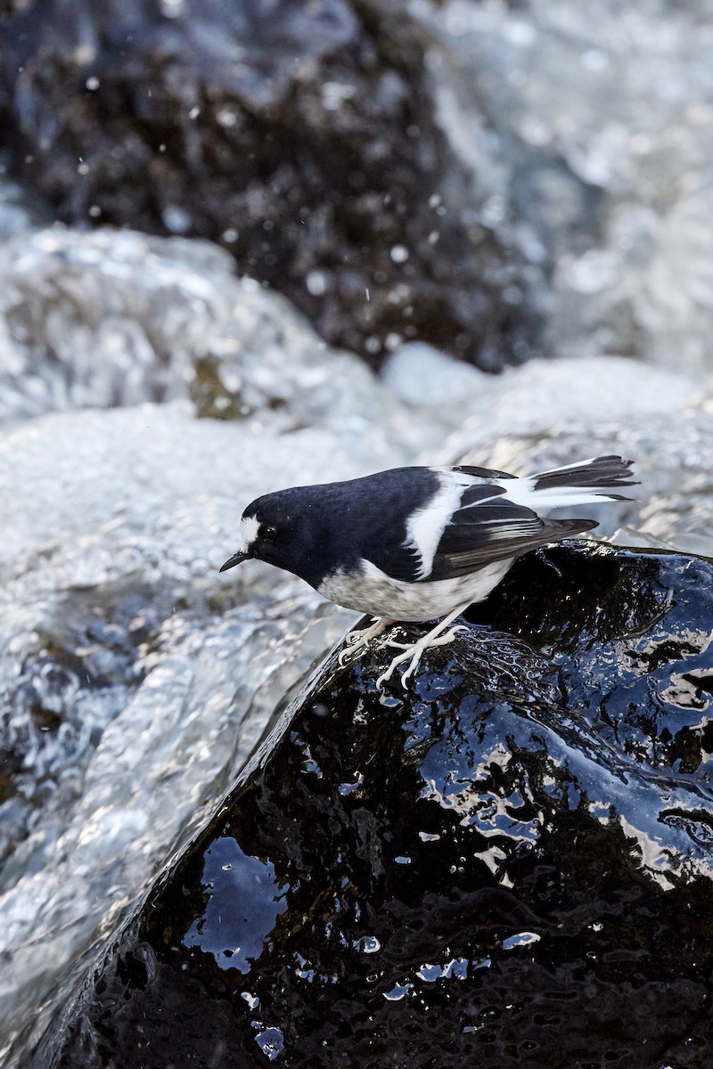 Little Forktail - ML494259841