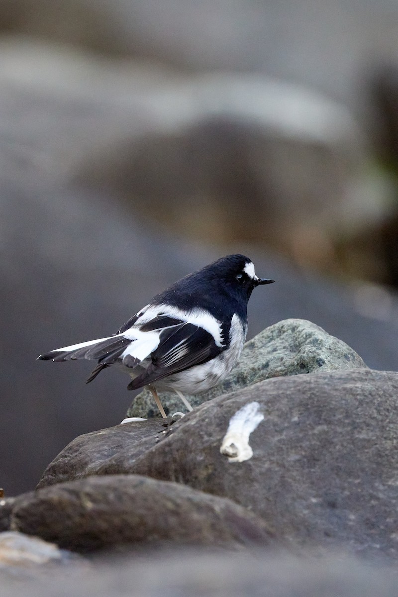 Little Forktail - ML494259851