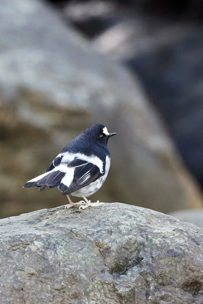 Little Forktail - ML494259861